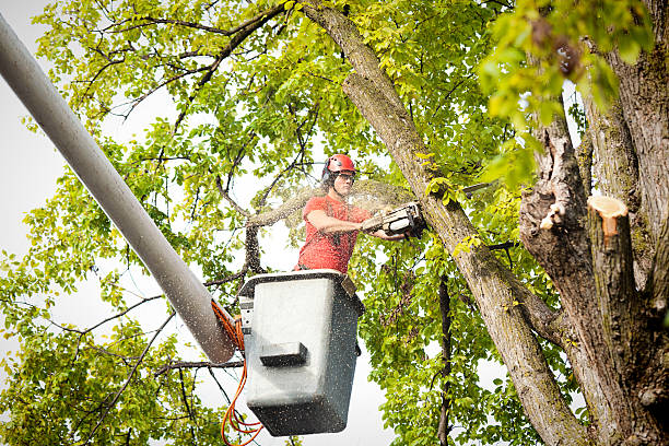 Best Utility Line Clearance  in Port Jefferson Station, NY